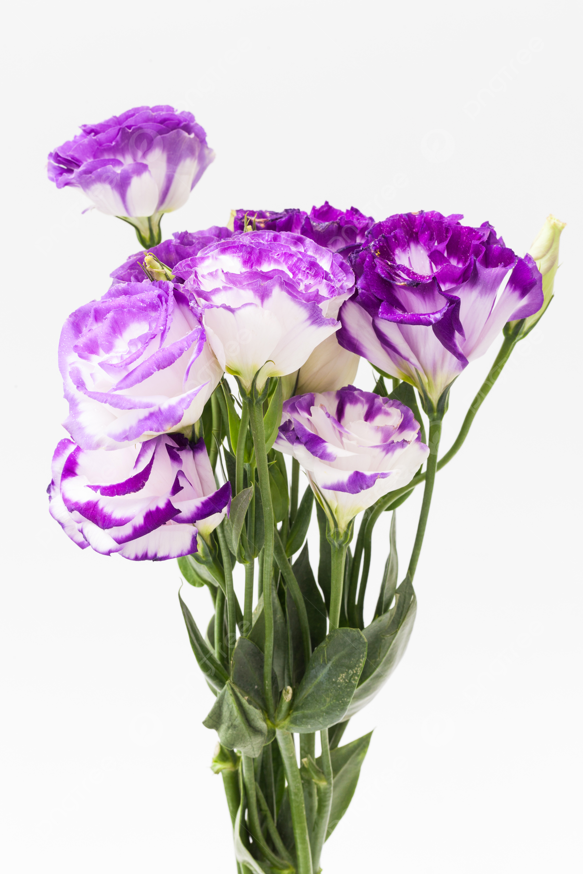 Lisianthus Morados